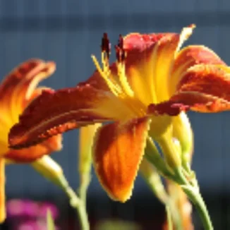 Hemerocallis Shola Liliowiec - Rośliny od Ogrodnika Szkółka Barcikowscy