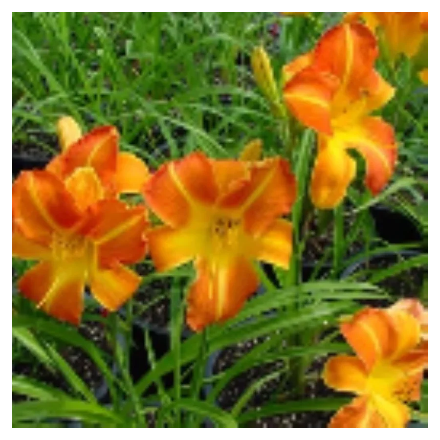 Hemerocallis Shola Liliowiec - Rośliny od Ogrodnika Szkółka Barcikowscy