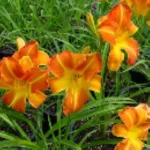 Hemerocallis Shola Liliowiec - Rośliny od Ogrodnika Szkółka Barcikowscy