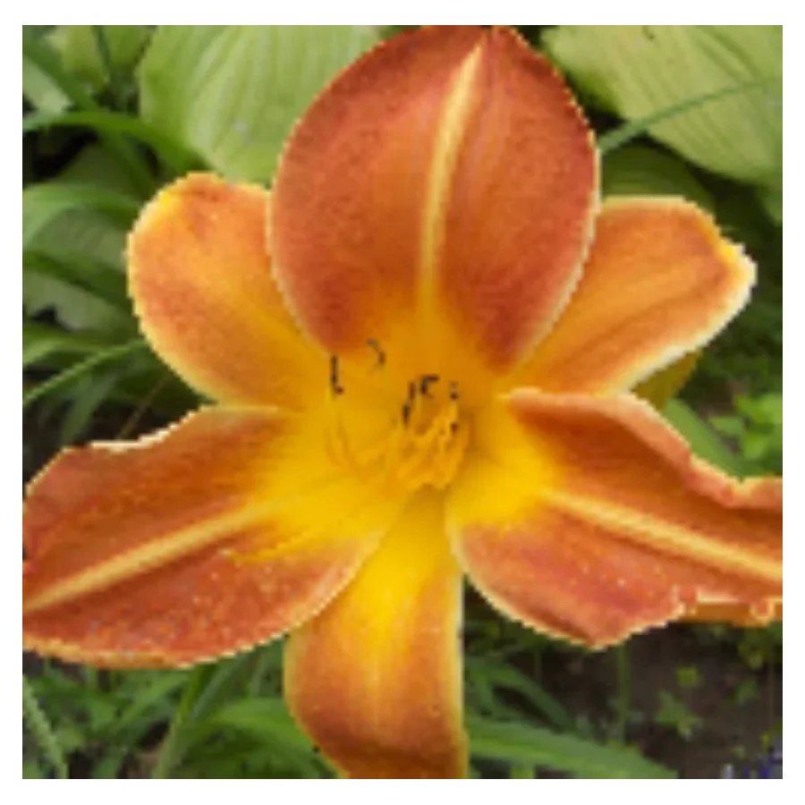 Hemerocallis Shola Liliowiec - Rośliny od Ogrodnika Szkółka Barcikowscy