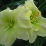 Hemerocallis Serenity Morgan Liliowiec - Rośliny od Ogrodnika Szkółka Barcikowscy