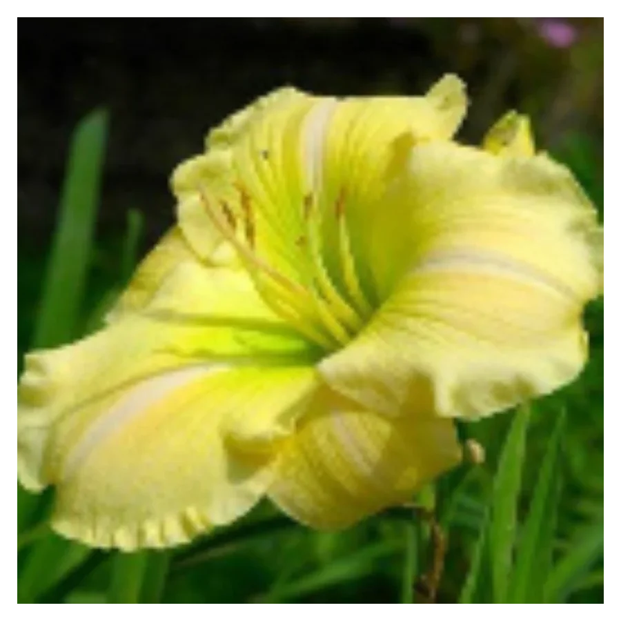 Hemerocallis Serenity Morgan Liliowiec - Rośliny od Ogrodnika Szkółka Barcikowscy