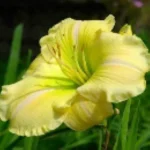 Hemerocallis Serenity Morgan Liliowiec - Rośliny od Ogrodnika Szkółka Barcikowscy