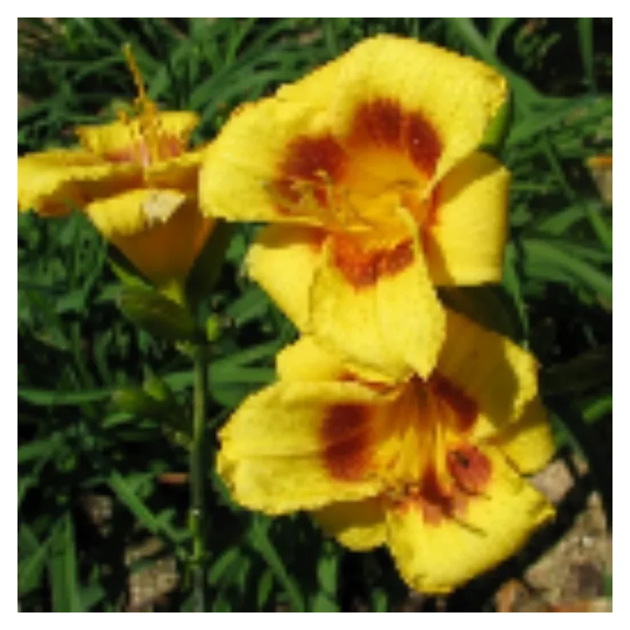 Hemerocallis Siloam Tiny Mite Liliowiec - Rośliny od Ogrodnika Szkółka Barcikowscy