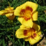 Hemerocallis Siloam Tiny Mite Liliowiec - Rośliny od Ogrodnika Szkółka Barcikowscy