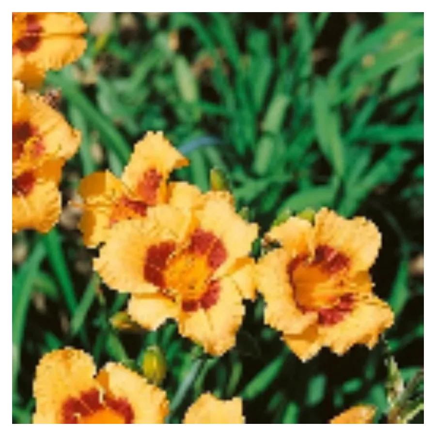 Hemerocallis Siloam Tiny Mite Liliowiec - Rośliny od Ogrodnika Szkółka Barcikowscy