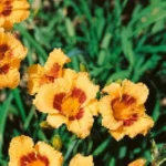 Hemerocallis Siloam Tiny Mite Liliowiec - Rośliny od Ogrodnika Szkółka Barcikowscy