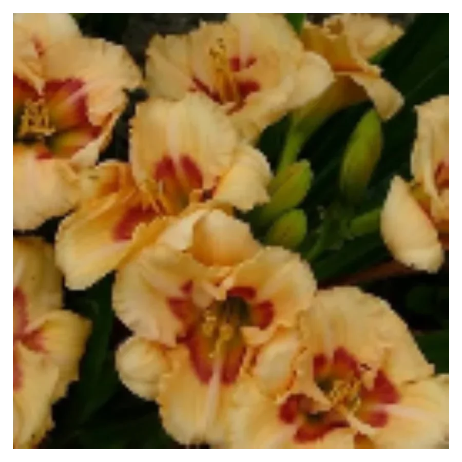 Hemerocallis Siloam Dream Baby Liliowiec - Rośliny od Ogrodnika Szkółka Barcikowscy