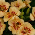 Hemerocallis Siloam Dream Baby Liliowiec - Rośliny od Ogrodnika Szkółka Barcikowscy