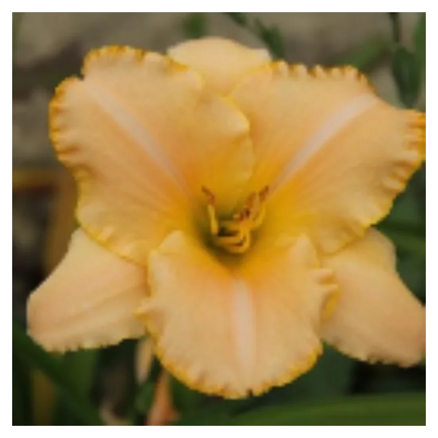 Hemerocallis Serena Sunburst Liliowiec - Rośliny od Ogrodnika Szkółka Barcikowscy