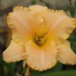 Hemerocallis Serena Sunburst Liliowiec - Rośliny od Ogrodnika Szkółka Barcikowscy