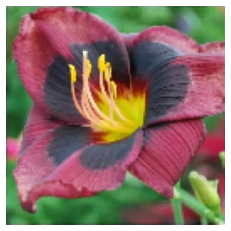 Hemerocallis Midnight Dynamite Liliowiec - Rośliny od Ogrodnika Szkółka Barcikowscy