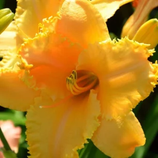 Hemerocallis Full Moon Magic Liliowiec - Rośliny od Ogrodnika Szkółka Barcikowscy