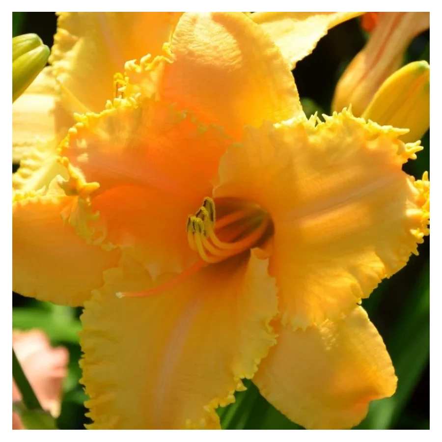 Hemerocallis Full Moon Magic Liliowiec - Rośliny od Ogrodnika Szkółka Barcikowscy