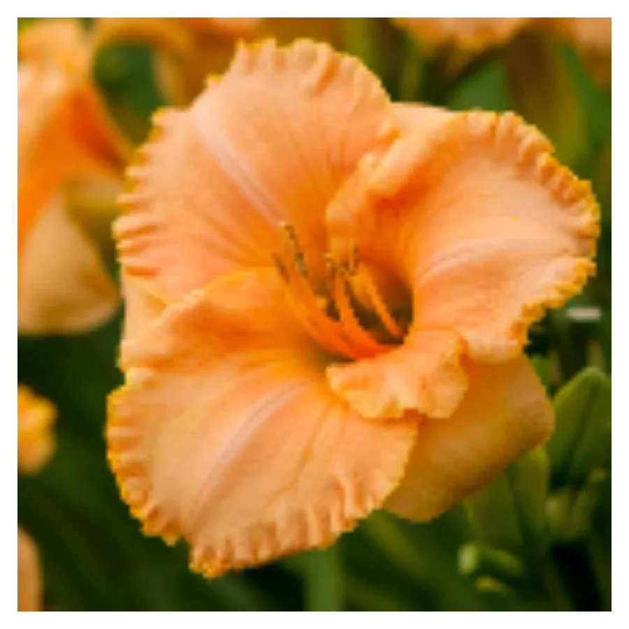 Hemerocallis Full Moon Magic Liliowiec - Rośliny od Ogrodnika Szkółka Barcikowscy