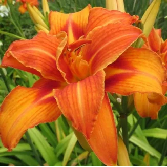 Hemerocallis Bandolero Liliowiec- Rośliny od Ogrodnika Szkółka Barcikowscy