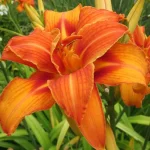 Hemerocallis Bandolero Liliowiec- Rośliny od Ogrodnika Szkółka Barcikowscy