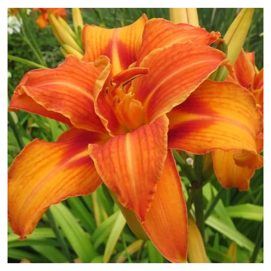 Hemerocallis Bandolero Liliowiec- Rośliny od Ogrodnika Szkółka Barcikowscy