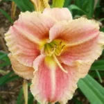 Hemerocallis Little Anna Rosa Liliowiec - Rosliny od Ogrodnika Szkółka Barcikowscy