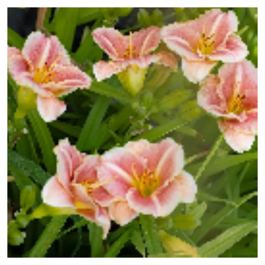 Hemerocallis Little Anna Rosa Liliowiec - Rosliny od Ogrodnika Szkółka Barcikowscy