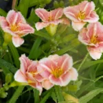 Hemerocallis Little Anna Rosa Liliowiec - Rosliny od Ogrodnika Szkółka Barcikowscy