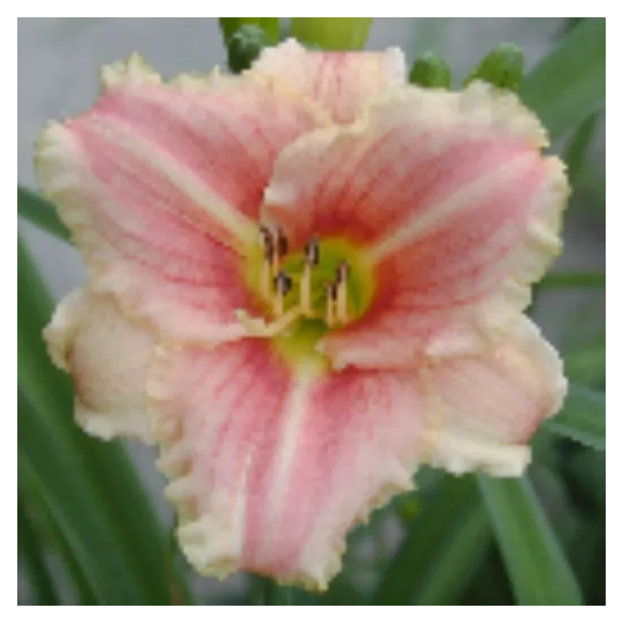 Hemerocallis Little Anna Rosa Liliowiec - Rosliny od Ogrodnika Szkółka Barcikowscy