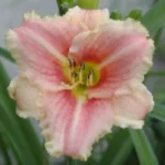 Hemerocallis Little Anna Rosa Liliowiec - Rosliny od Ogrodnika Szkółka Barcikowscy