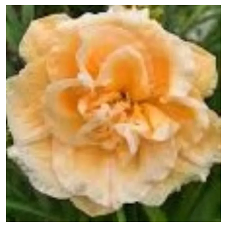 Hemerocallis Siloam Double Success Liliowiec - Rośliny od Ogrodnika Szkółka Barcikowscy