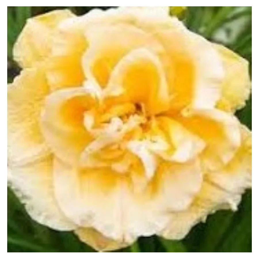 Hemerocallis Siloam Double Success Liliowiec - Rośliny od Ogrodnika Szkółka Barcikowscy