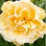 Hemerocallis Siloam Double Success Liliowiec - Rośliny od Ogrodnika Szkółka Barcikowscy