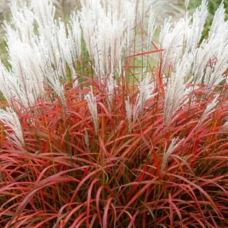 Miscanthus sinensis ‘Lady in Red’, czyli miskant chiński- Rośliny od Ogrodnika Szkółka Barcikowscy