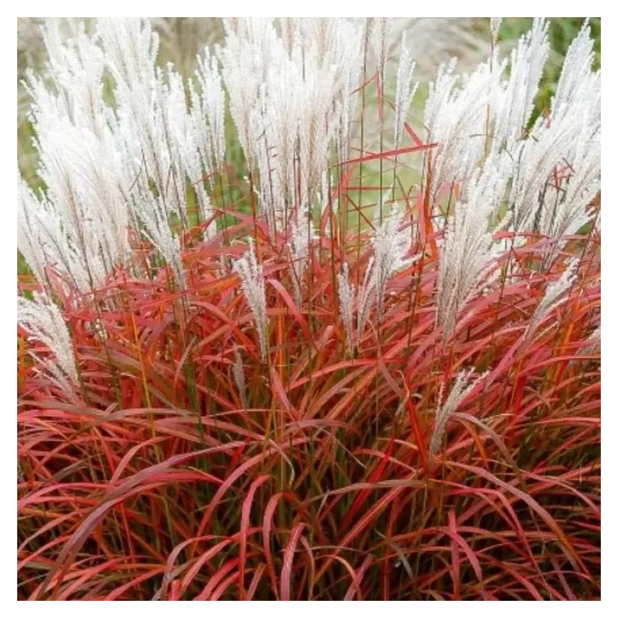 Miscanthus sinensis ‘Lady in Red’, czyli miskant chiński- Rośliny od Ogrodnika Szkółka Barcikowscy