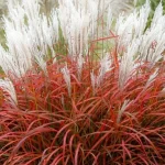 Miscanthus sinensis ‘Lady in Red’, czyli miskant chiński- Rośliny od Ogrodnika Szkółka Barcikowscy