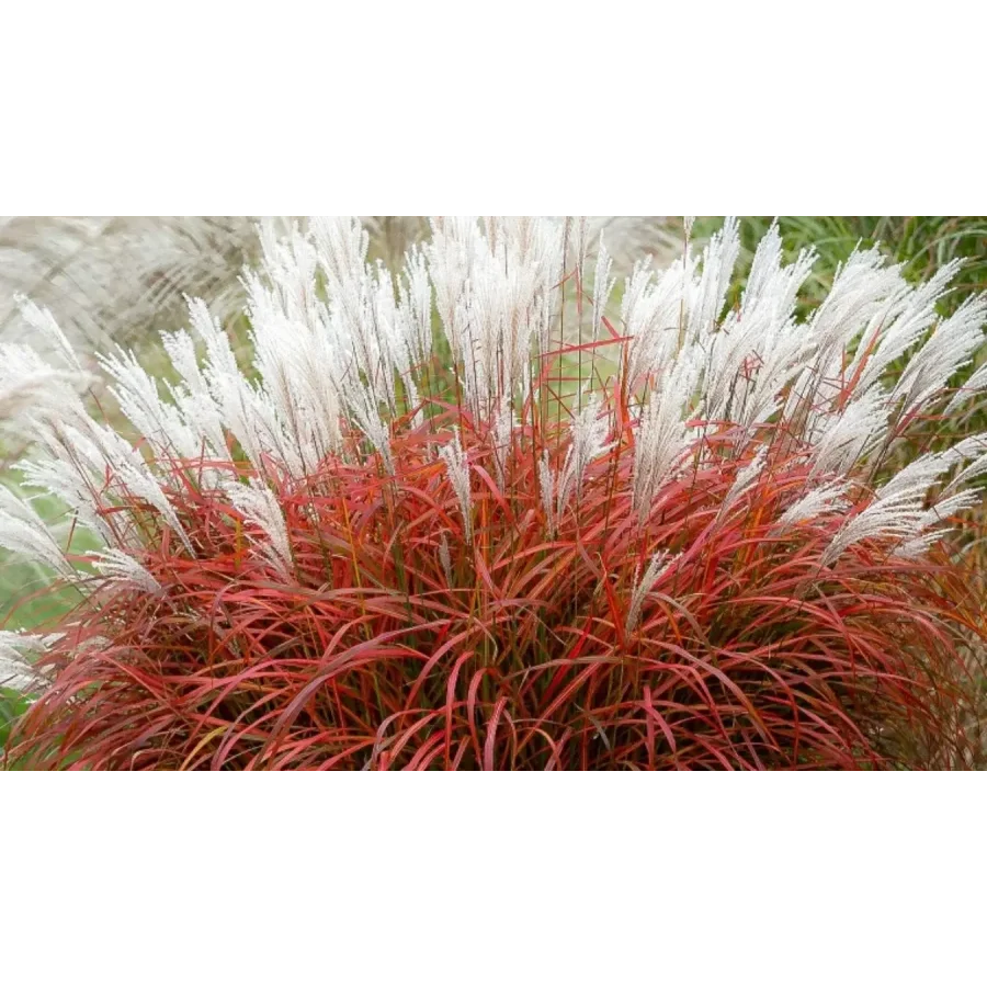 Miscanthus sinensis ‘Lady in Red’, czyli miskant chiński- Rośliny od Ogrodnika Szkółka Barcikowscy