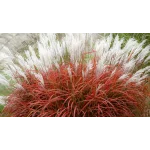 Miscanthus sinensis ‘Lady in Red’, czyli miskant chiński- Rośliny od Ogrodnika Szkółka Barcikowscy