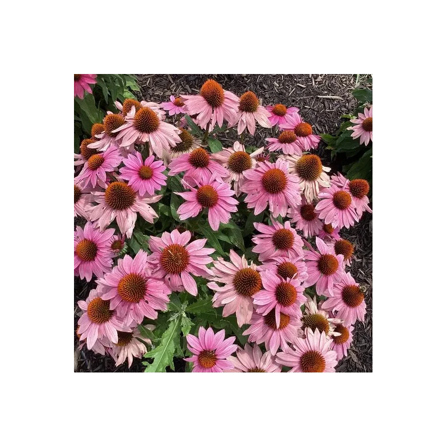 Echinacea PollyNation Magenta Jeżówka - Rośliny od Ogrodnika Szkółka Barcikowscy