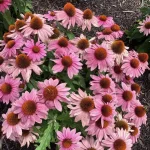 Echinacea PollyNation Magenta Jeżówka - Rośliny od Ogrodnika Szkółka Barcikowscy