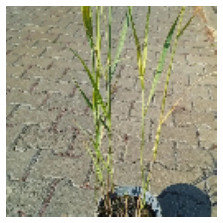 Panicum virgatum JS Blue Darkness Proso rózgowe - Rośliny od Ogrodnika Szkółka Barcikowscy