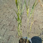 Panicum virgatum JS Blue Darkness Proso rózgowe - Rośliny od Ogrodnika Szkółka Barcikowscy