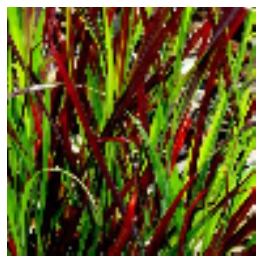 Panicum Sangria Proso- Rośliny od Ogrodnika Szkółka Barcikowscy