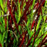 Panicum Sangria Proso- Rośliny od Ogrodnika Szkółka Barcikowscy