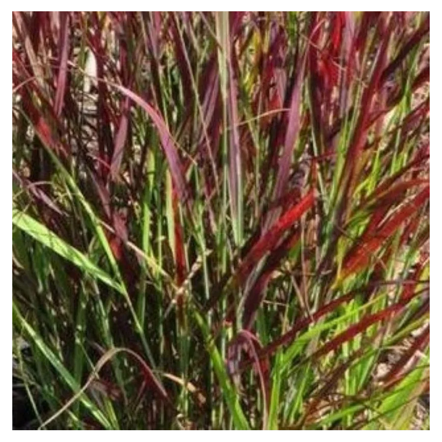Panicum Sangria Proso- Rośliny od Ogrodnika Szkółka Barcikowscy