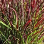 Panicum Sangria Proso- Rośliny od Ogrodnika Szkółka Barcikowscy