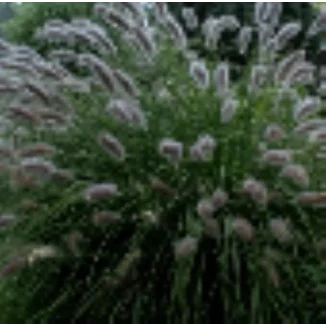 Pennisetum alopecuroides Lady U Rozplenica japońska- Rośliny od Ogrodnika Szkółka Barcikowscy