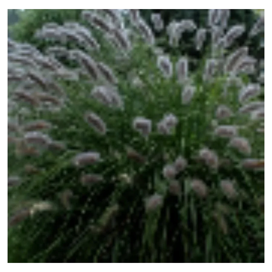 Pennisetum alopecuroides Lady U Rozplenica japońska- Rośliny od Ogrodnika Szkółka Barcikowscy