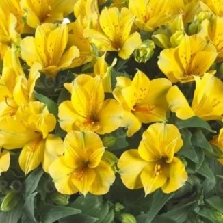 Alstroemeria aurosa Lisa Alstremeria złocista- Rośliny od Ogrodnika Szkółka Barcikowscy