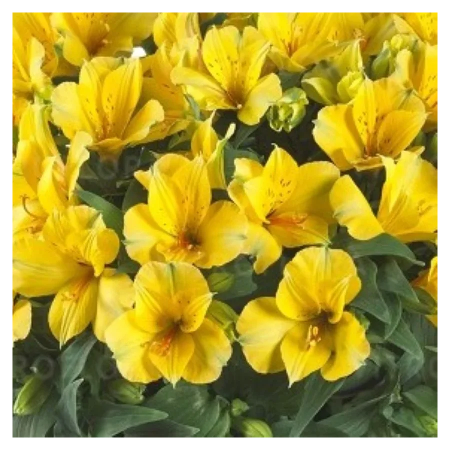 Alstroemeria aurosa Lisa Alstremeria złocista- Rośliny od Ogrodnika Szkółka Barcikowscy