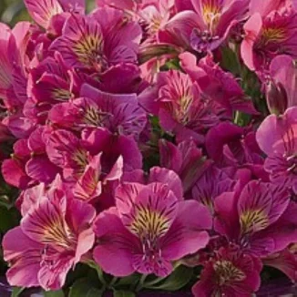Alstroemeria aurosa  Louise Alstremeria złocista- Rośliny od Ogrodnika Szkółka Barcikowscy