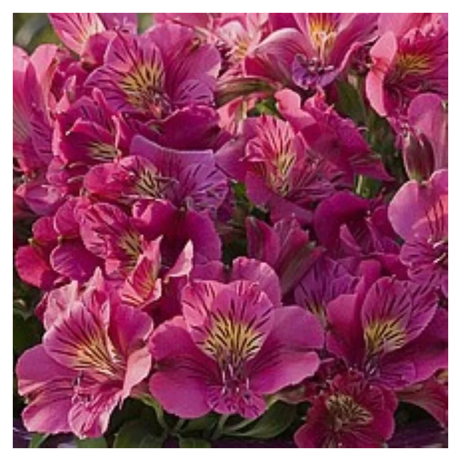 Alstroemeria aurosa  Louise Alstremeria złocista- Rośliny od Ogrodnika Szkółka Barcikowscy