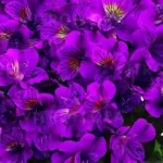 Alstroemeria aurosa Tamara  Alstremeria złocista- Rośliny od Ogrodnika Szkółka Barcikowscy